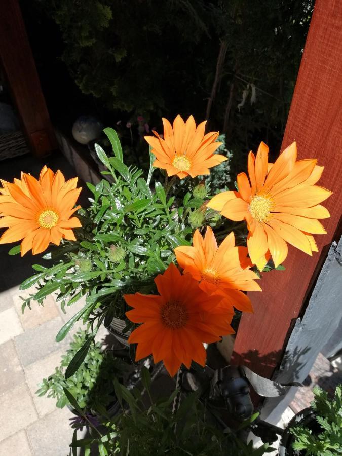 Usis_Ferienwohnung Im Harz Quedlinburg Exteriör bild